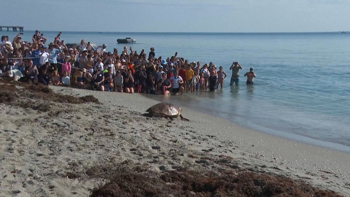 Видео. Морскую черепаху Пеннивайз выпустили в естественную среду обитания после лечения